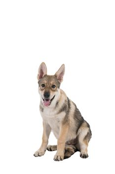 Sitting female tamaskan hybrid dog puppy with flappy ears isolated on white background looking at camera