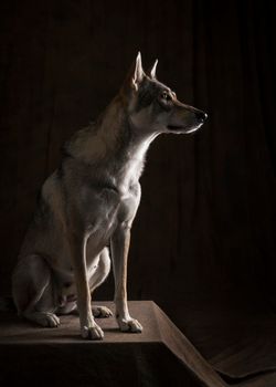 Full body portrait of a female tamaskan hybrid dog sitting side ways looking away on black background