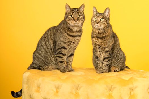 Two European shorthair tabby cats, male and female, sitting on a yellow chesterfield puff against yellow background