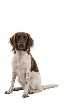 Female small munsterlander dog, heidewachtel, isolated on white background