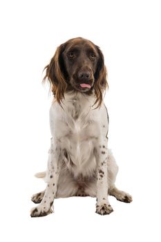 Female small munsterlander dog, heidewachtel, sticking her tongue out, isolated on white background