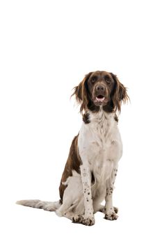 Portrait of a two year old female small munsterlander dog ( heidewachtel ) sitting isolated on white background