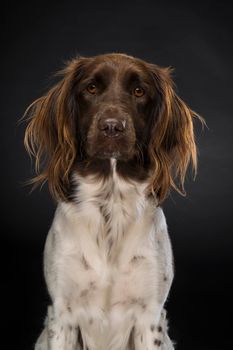 Portrait of a female small munsterlander dog, heidewachtel, on black background