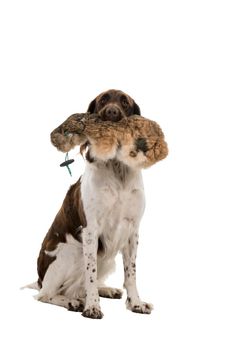 Portrait of a two year old female small munsterlander dog ( heidewachtel ) sitting isolated on white background