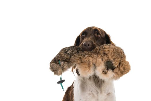 Close up portrait of a two year old female small munsterlander dog ( heidewachtel ) sitting with a hunting dummy in her mouth isolated on white background