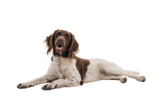 Portrait of a two year old female small munsterlander dog ( heidewachtel ) lying down isolated on white background