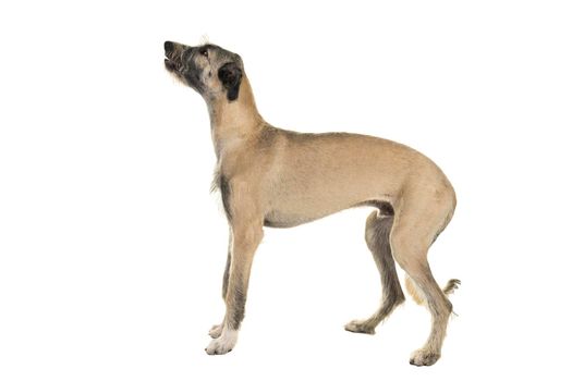 Blonde young ( 7 months old ) Irish wolfhound dog standing sideways isolated on white background