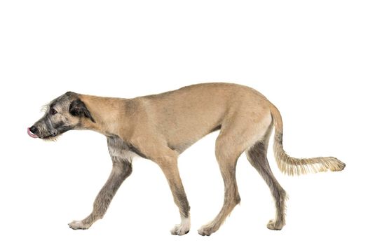 Blonde young ( 7 months old ) Irish wolfhound dog standing sideways isolated on white background