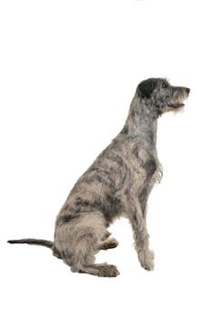 Grey large Irish wolfhound dog sitting sideways isolated on white background