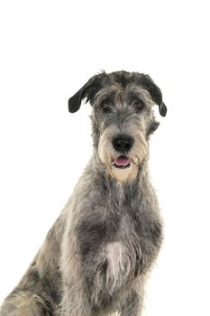 Grey large Irish wolfhound dog sitting sideways isolated on white background