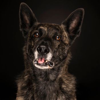 Portrait of a Dutch Shepherd dog, with his tongue out, brindle coloring, on black background