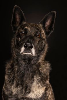 Portrait of a Dutch Shepherd dog, brindle coloring, on black background