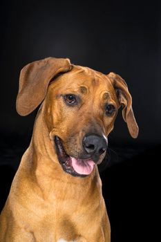 Portrait of Rhodesian Ridgeback dog isolated on a black background sitting looking at the camera