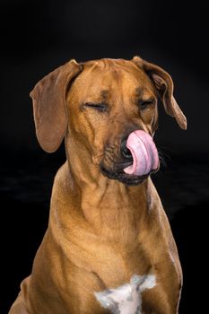 Portrait of Rhodesian Ridgeback dog isolated on a black background sitting looking at the camera licking his nose