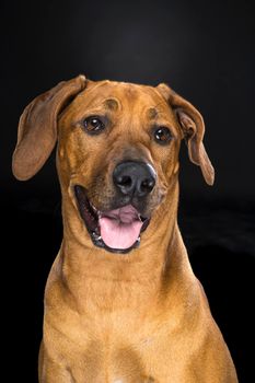 Portrait of Rhodesian Ridgeback dog isolated on a black background sitting looking at the camera