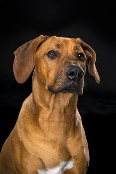 Portrait of Rhodesian Ridgeback dog isolated on a black background sitting looking at the camera