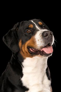 Portrait of Swiss Mountain dog isolated on a black background sitting looking at the camera
