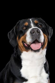 Portrait of Swiss Mountain dog isolated on a black background sitting looking at the camera