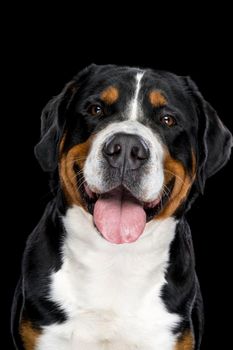 Portrait of Swiss Mountain dog isolated on a black background sitting looking at the camera