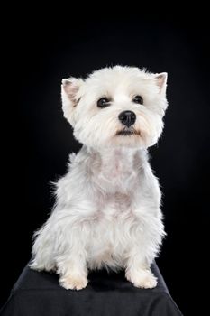 A white West Highland Terrier Westie sitting looking at camera isolated on a black background