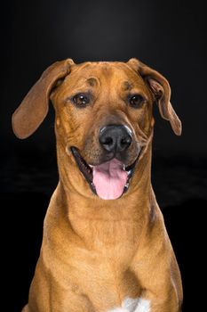 Portrait of Rhodesian Ridgeback dog isolated on a black background sitting looking at the camera