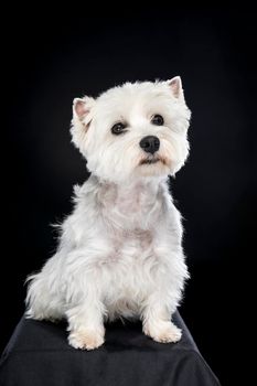 A white West Highland Terrier Westie sitting looking at camera isolated on a black background