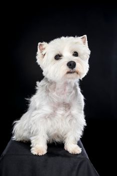 A white West Highland Terrier Westie sitting looking at camera isolated on a black background