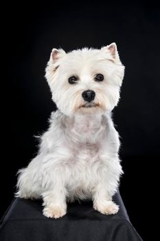 A white West Highland Terrier Westie sitting looking at camera isolated on a black background