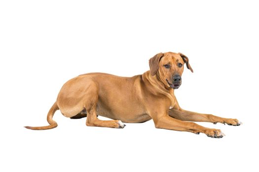 Portrait of Rhodesian Ridgeback dog isolated on a white background sitting showing his back looking at the camera