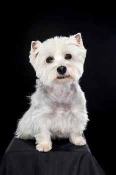 A white West Highland Terrier Westie sitting looking at camera isolated on a black background