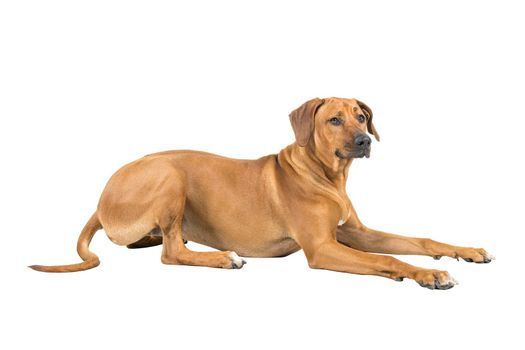 Portrait of a Rhodesian Ridgeback dog isolated on white background studio shot