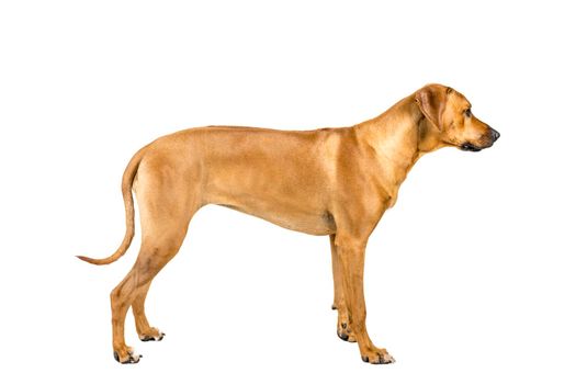 Portrait of a Rhodesian Ridgeback dog isolated on white background studio shot