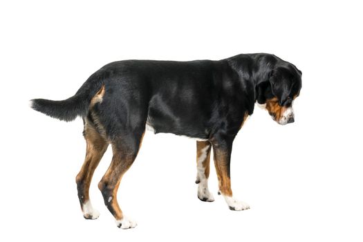 A Greater Swiss Mountain Dog standing and looking away from the camera