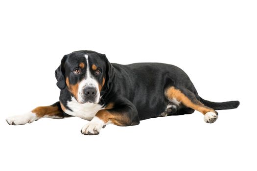 A Greater Swiss Mountain Dog lying down sideways and looking into the camera