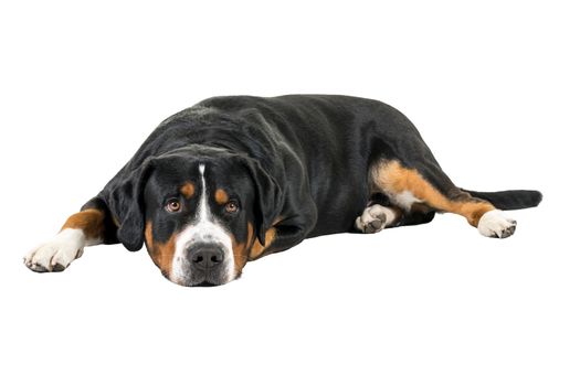A Greater Swiss Mountain Dog lying down sideways and looking into the camera