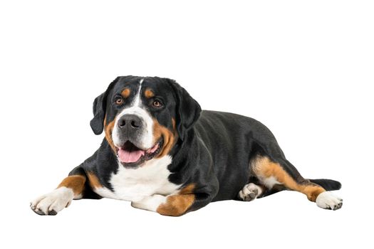 A Greater Swiss Mountain Dog lying down sideways and looking into the camera