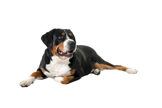A Greater Swiss Mountain Dog lying down sideways and looking away from the camera