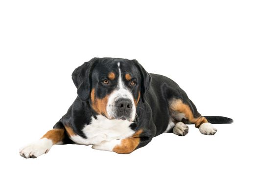 A Greater Swiss Mountain Dog lying down sideways and looking next to the camera