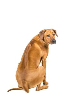 Portrait of Rhodesian Ridgeback dog isolated on a white background sitting showing his back looking at the camera