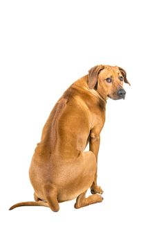 Portrait of Rhodesian Ridgeback dog isolated on a white background sitting showing his back looking at the camera