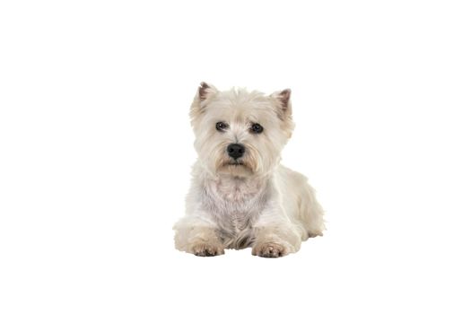 A white West Highland Terrier Westie lying down looking at camera isolated on a white background