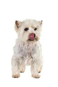 A white West Highland Terrier Westie standing looking at camera licking her lips isolated on a white background