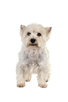 A white West Highland Terrier Westie standing looking at camera isolated on a white background