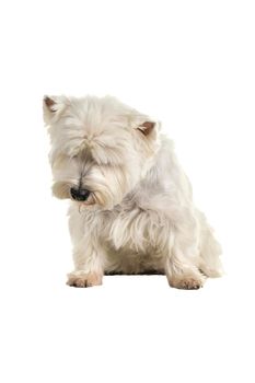 A white West Highland Terrier Westie sitting looking down isolated on a white background