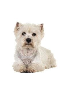 A white West Highland Terrier Westie lying down looking at camera isolated on a white background