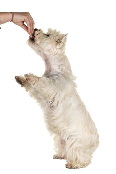 A white West Highland Terrier Westie lfull body standing up for a treat begging isolated on a white background