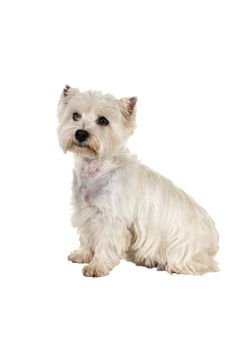 A white West Highland Terrier Westie sitting sideways looking at camera isolated on a white background
