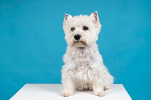 A Portrait of a White West Highland Terrier Westie sitting looking at camera isolated on a baby blue background