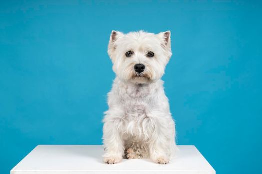 A Portrait of a White West Highland Terrier Westie sitting looking at camera isolated on a baby blue background