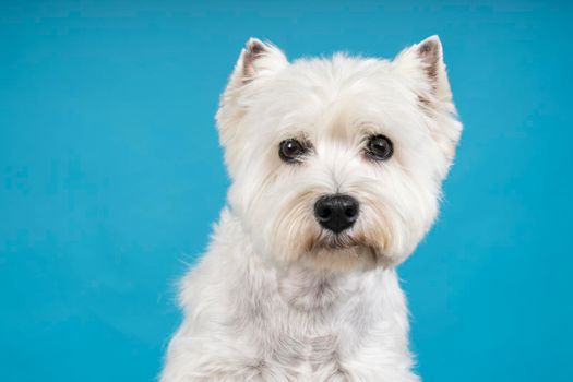 A Portrait of a White West Highland Terrier Westie sitting looking at camera isolated on a baby blue background